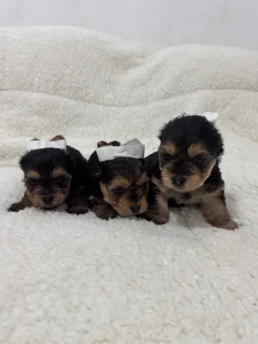 Yorkshire Terrier micro A Venda ( filhotes )