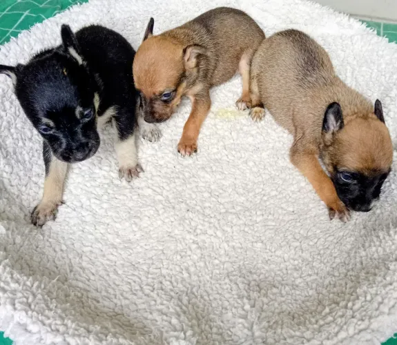 Filhotes de pinscher zero legítimos 300 gramas BARATO DEMAIS