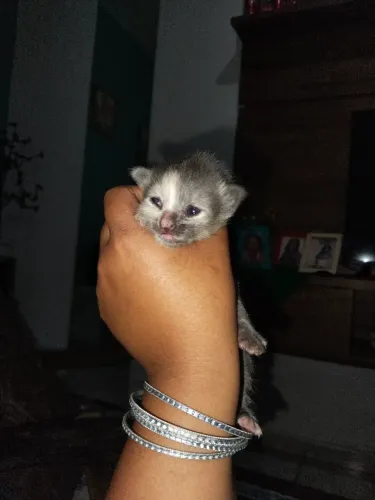 Filhotes de gatos vermífugados