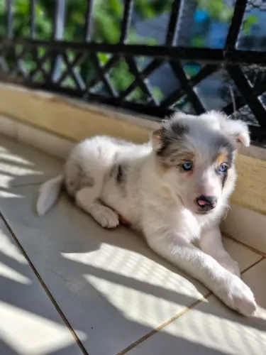 Border Collie Premium | Filhotes De Criação Responsável - Femea merle cinza