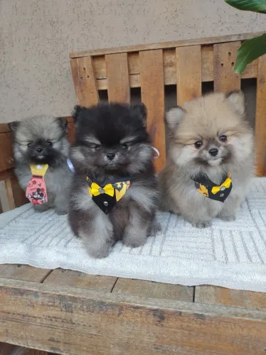 Lindos filhotes 