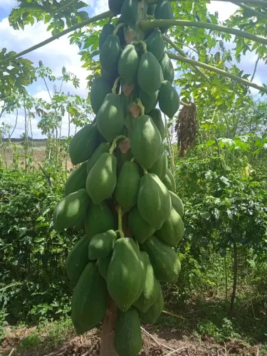 Safra de mamão