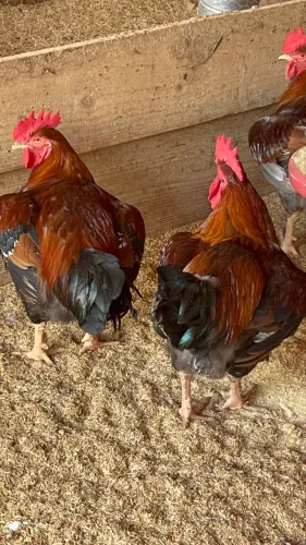 Galinha Sertaneja Balão- GSB