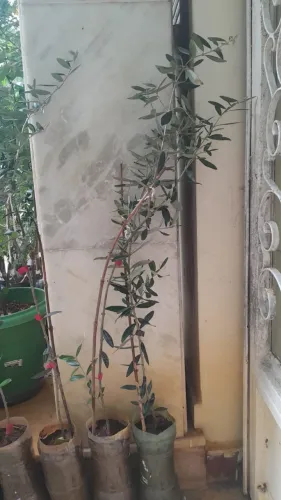 Oliveira variedade grappolo (vendo mudas)