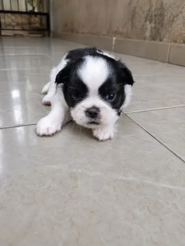 Cachorro Shitzu 