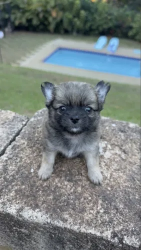 Fêmea Chihuahua Pelo Longo