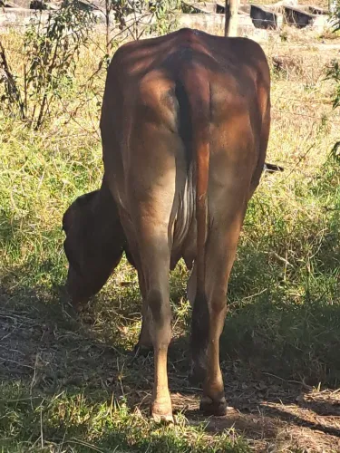 Vaca girolando com Bezerra, 4,000