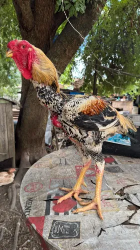 Índio Gigante 