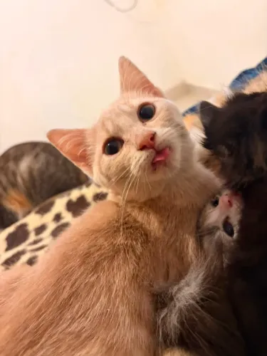 Gato