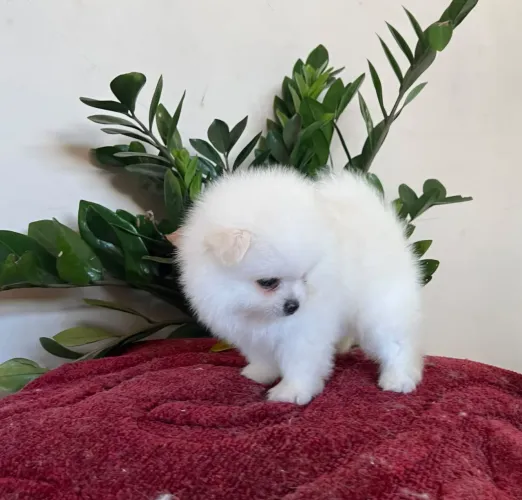 Filhotes de spitz alemão macho