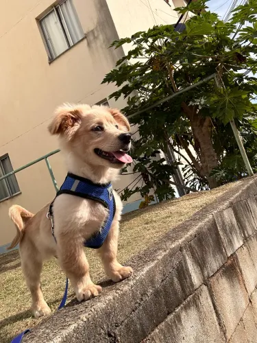 Doação responsável de cachorro