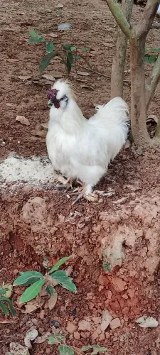 Galo sedoso