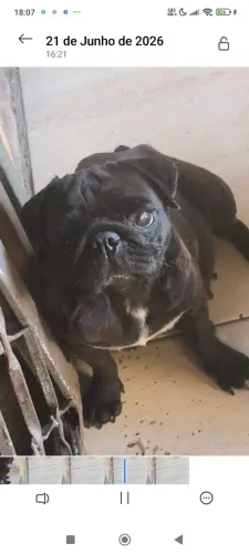 Pug femea adulta