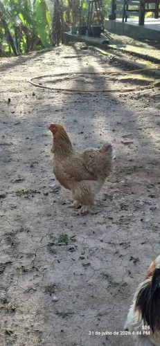Galinha e Galo Brahma 
