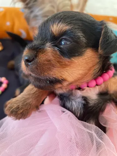 Filhote de yorkshire fêmea 