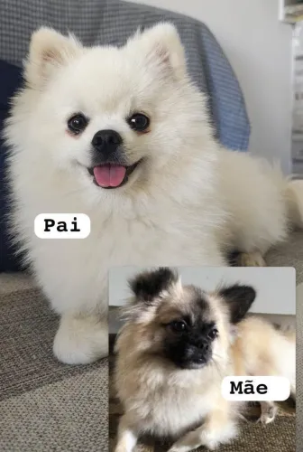 Lulu pomerãnia