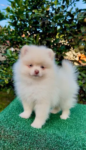 Spitz macho 