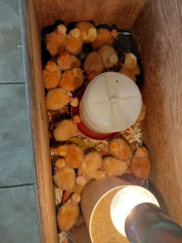 Vendo pintos da raça francesa com grande valor zootecnico 8.00reais a unidade