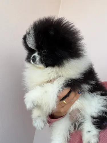 Lulu da Pomerânia anão PEDIGREE fêmea