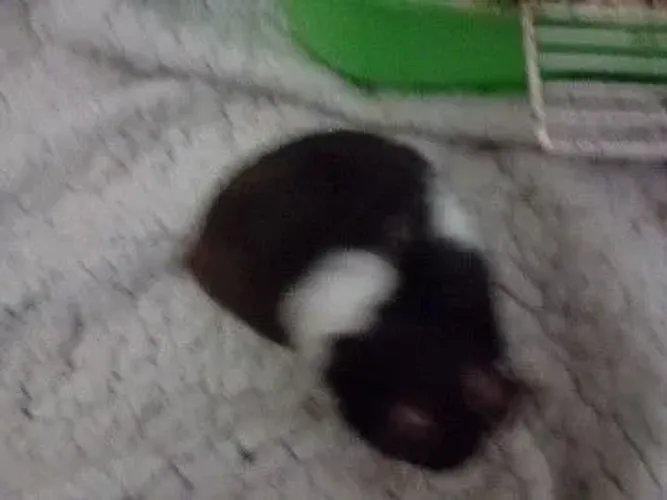 Hamsters sírios