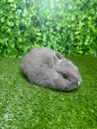 Mini Coelho Netherland Dwarf