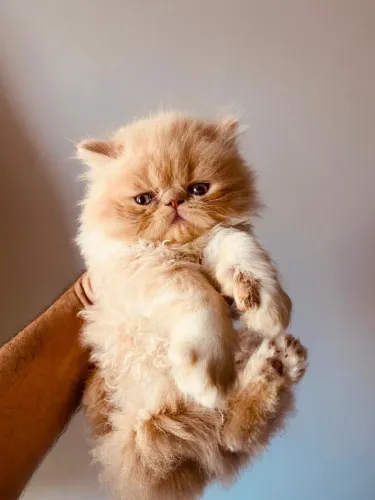 Filhotes de gato persas, alto padrão 