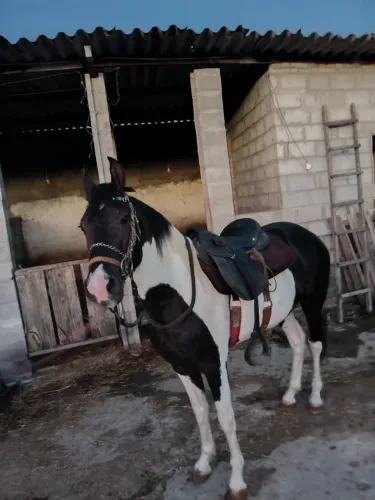 Mangalarga marchador