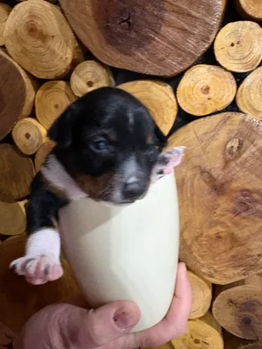 Pinscher