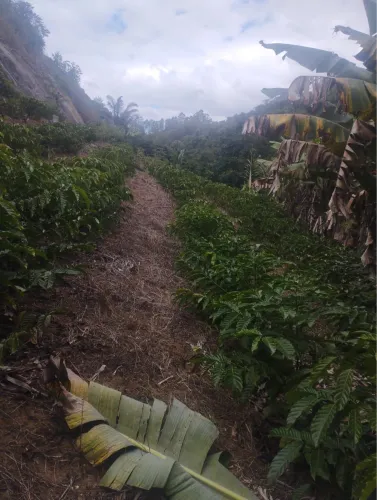 SÍTIO À VENDA - PENDANGA / IBIRAÇU - ES