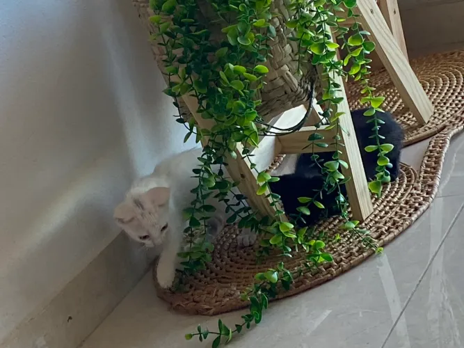 Gatinho para adoção responsável