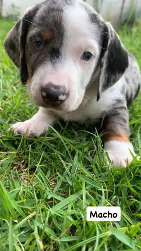 Filhotes de dachshund 