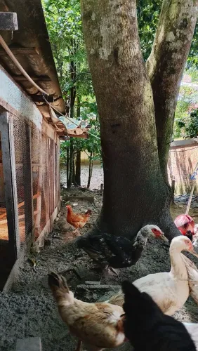 Casal de patos Paysandu