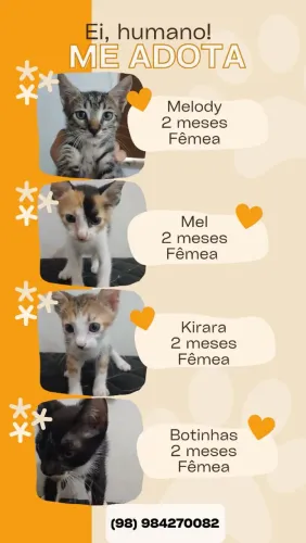 Gatos para adoção