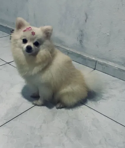 Lulu da pameronia