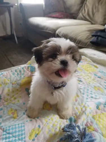 Filhotes de Shih Tzu Disponíveis