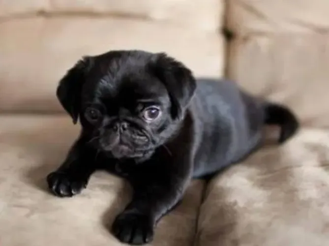 Pug 