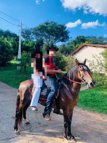 Cavalo manga larga marchador