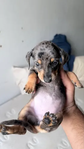 Filhotes Dachshund (Salsicha) Puro (leia o anúncio)