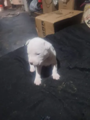 American Bully