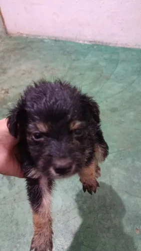 Doação de cachorros