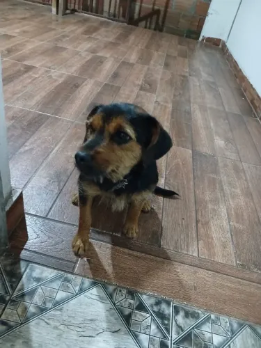 Doa-se cadela