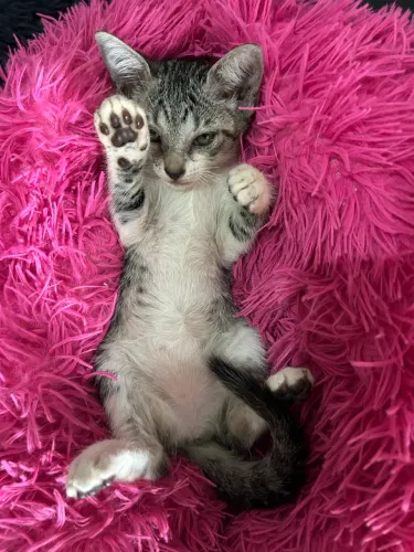 Adoção de Gatinhas