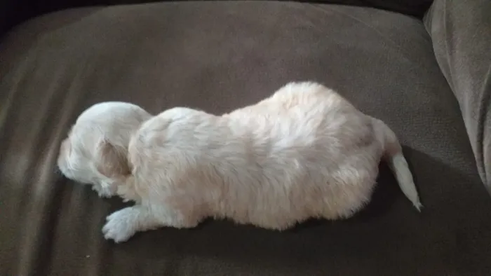Filhote de poodle