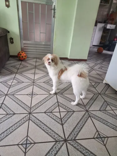 Adoção 