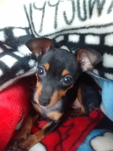 Cachorro filhote Pinscher/Pincher com excelente estrutura e saúde dócil