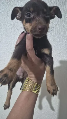Vendo cachorro Pinscher marrom