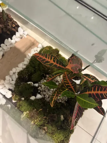 Terrário