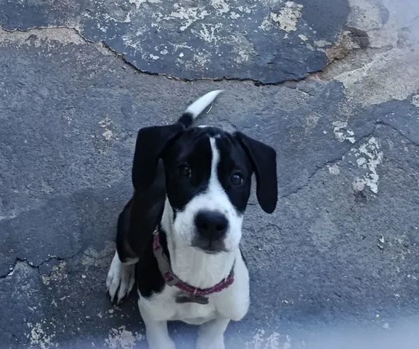 Pitbull doação 