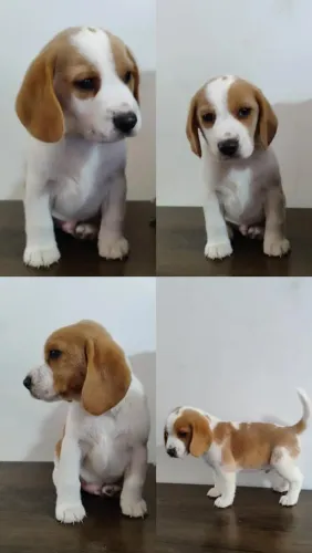 Beagle Macho Bicolor 45 dias, disponível!