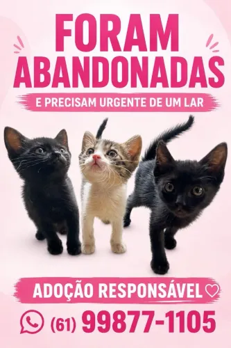 adoção gatinho